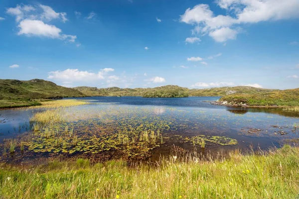 Folhas Lírio Água Nymphaeaceae Gramíneas Aquáticas Loch Claise Fearna Perto — Fotografia de Stock