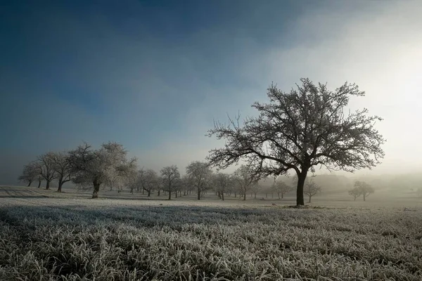 Hoar Frost Covered Grass Apple Trees Foggy Morning Baden Wrttemberg — Fotografia de Stock