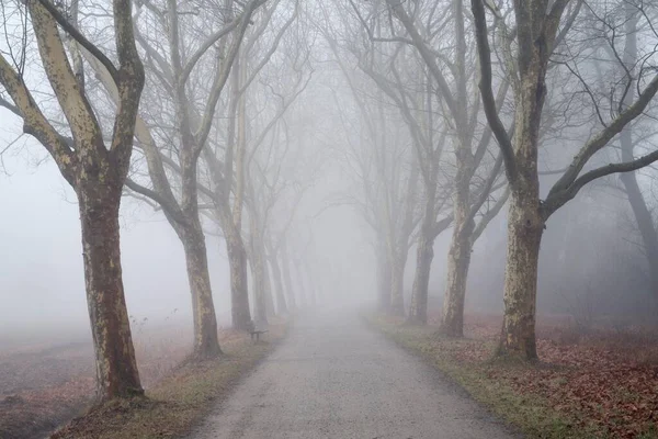 Avenida Arborizada Árvores Planas Nevoeiro Baden Wrttemberg Alemanha Europa — Fotografia de Stock