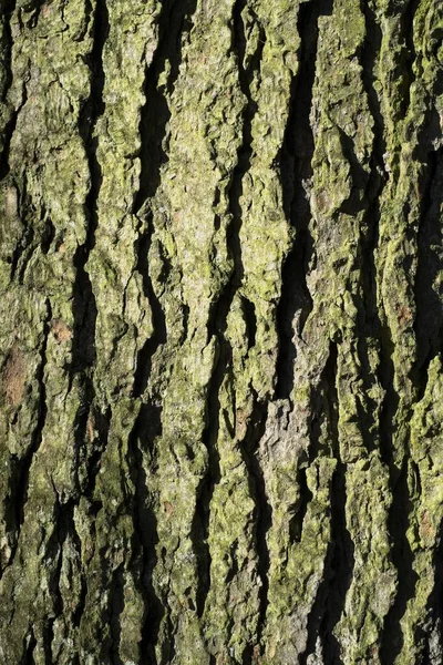 Bark Atlas Cedar Cedrus Atlantica — Stock Photo, Image