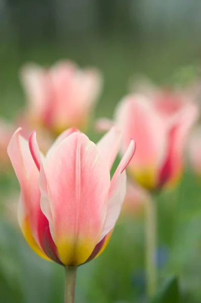 Tulipas Tulipa Baden Wrtemberg Alemanha Europa — Fotografia de Stock