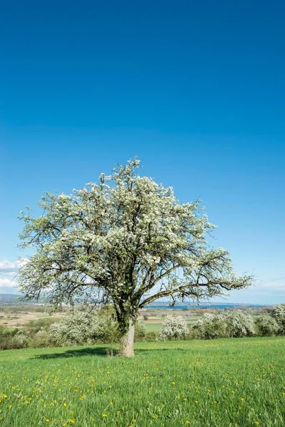 Gammalt Fruktträd Blom Äng Baden Wrttemberg Tyskland Europa — Stockfoto