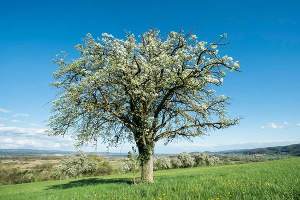 Старое Фруктовое Дерево Цвету Лугу Баден Врттемберг Германия — стоковое фото