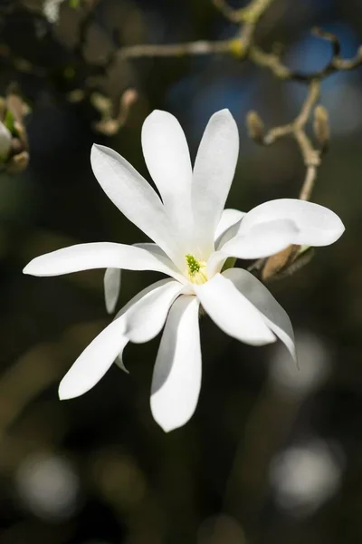 Blooming White Magnolia Baden Wrttemberg Tyskland Europa – stockfoto