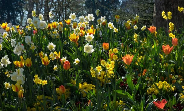 Tulpaner Tulipa Och Påskliljor Narcissus Äng Baden Wrttemberg Tyskland Europa — Stockfoto