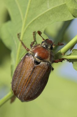 Cockchafer (Melolontha melolontha) on a leaf, Diersfordter Forest, North Rhine-Westphalia, Germany, Europe clipart