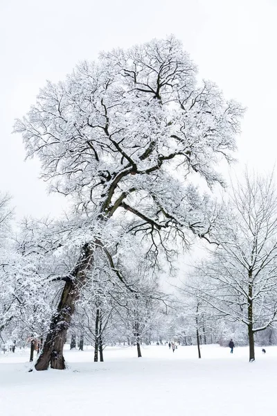 Verschneite Bäume Park Englischer Garten München Deutschland Europa — Stockfoto