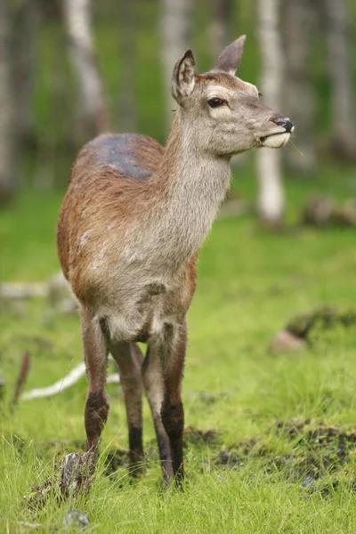 Ciervo Rojo Cervus Elaphus Hembra Noruega Escandinavia Europa — Foto de Stock