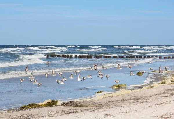 Sanderlings Swarm Calidris Alba Vuela Sobre Agua Isla Hiddensee Mecklemburgo —  Fotos de Stock