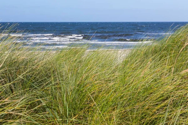 Marram Grass Front Sea Baltic Sea Island Hiddensee Mecklenburg Western — Stock Photo, Image