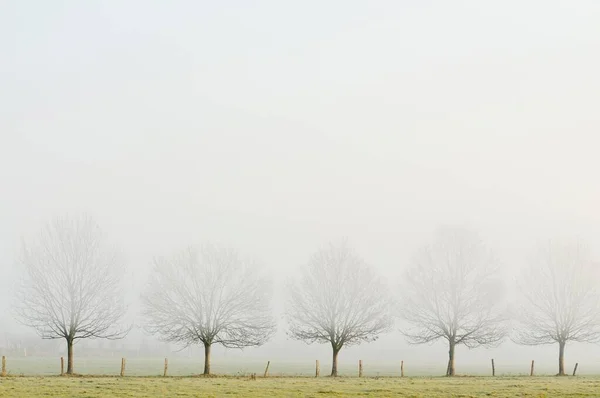 德国北莱茵 威斯特法伦州下莱茵地区的莱茵贝格 雾中的一排排树木 — 图库照片