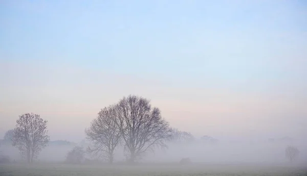 北莱茵 威斯特法伦州 莱茵贝格 下莱茵地区 雾中的树木 — 图库照片