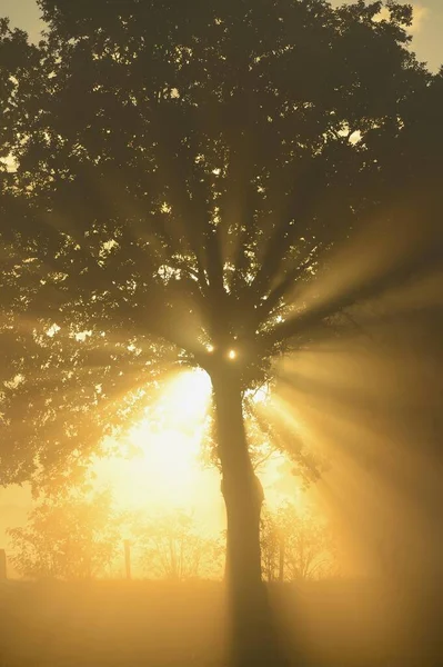 Солнечные Лучи Дереве Дингденер Хайде Хамминкельн Нижний Рейн Северный Рейн — стоковое фото