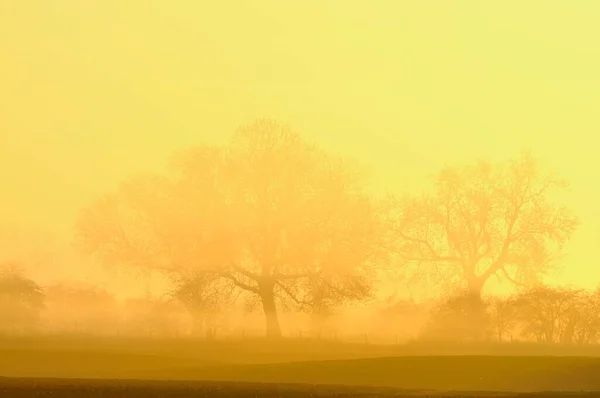 Деревья Тумане Восходе Солнца Рейнберг Нижний Рейн Северный Рейн Вестфалия — стоковое фото