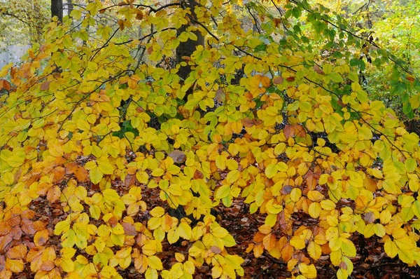 Autumnal Branch Beech Fagus Sylvatica Regio Nederrijn Noordrijn Westfalen Duitsland — Stockfoto