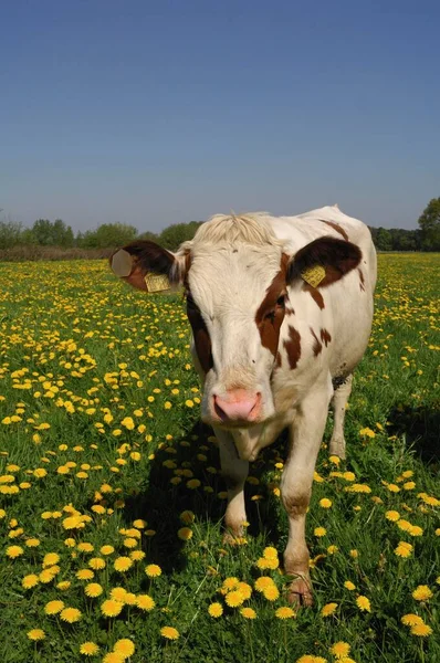 Корова Лугу Одуванчиками Северный Рейн Вестфалия Германия Европа — стоковое фото