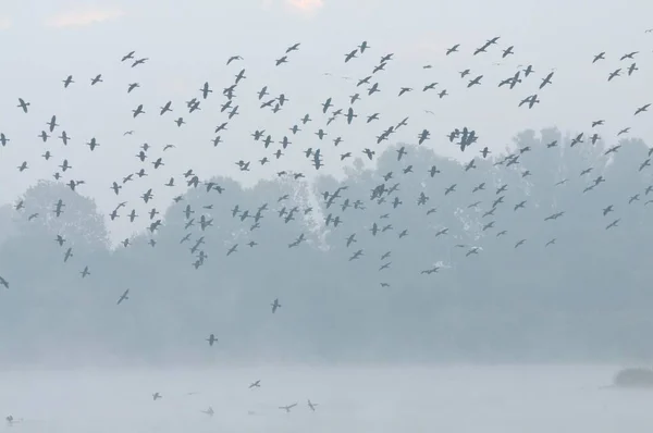 Hejno Kormoránů Phalacocorax Carbo Létající Mlze Severní Porýní Vestfálsko Německo — Stock fotografie