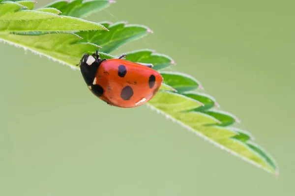 Ladybird Sete Lugares Coccinella Septempunctata Uma Folha — Fotografia de Stock
