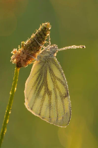 Large White Pieris Brassicae Covered Dew Perched Blade Grass North — Stock Photo, Image