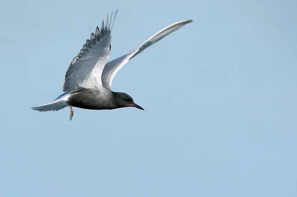 Flying Black Tern Chlidonias Niger Gelderland Paesi Bassi Europa — Foto Stock