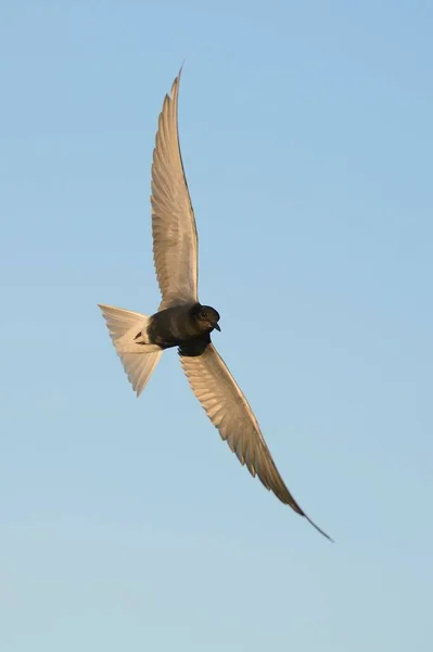 Flying Black Tern Chlidonias Niger Gueldre Pays Bas Europe — Photo
