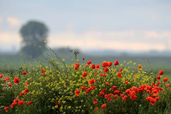 Amapolas Con Flores Papaver Rhoeas Renania Del Norte Westfalia Alemania — Foto de Stock