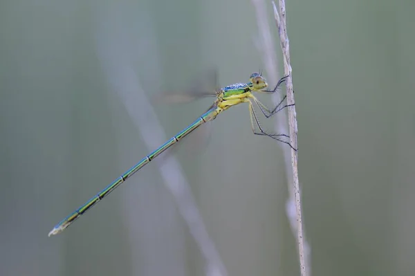 北莱茵 威斯特法伦 Groes Veen 草叶上的翡翠蜻蜓 — 图库照片