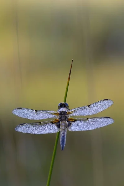 Broad Bodied Chaser Broad Bodied Darter Libellula Depressa Rush Groes — 스톡 사진
