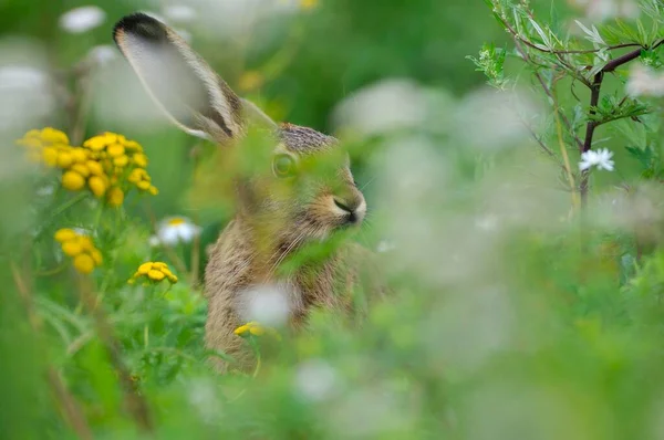 stock image Hare (Lepus europaeus) sitting between flowers, North Rhine-Westphalia, Germany, Europe