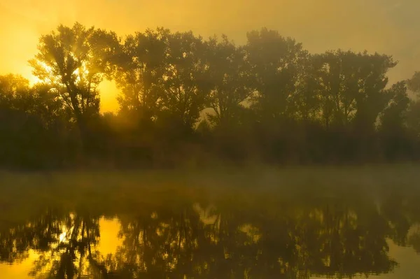 Foggy Sunrise Πίσω Από Δέντρα Στον Παλιό Ρήνο Bislicher Insel — Φωτογραφία Αρχείου
