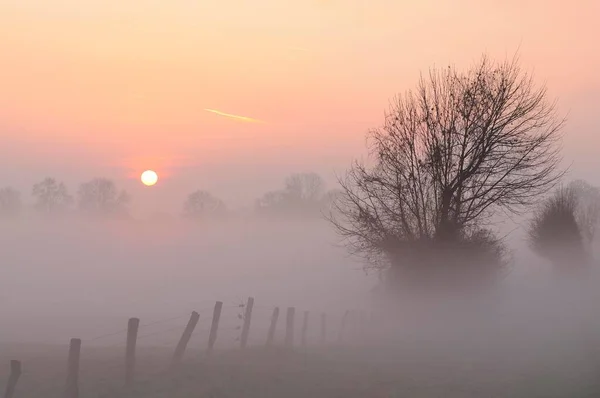 Sonnenaufgang Mit Bäumen Und Nebel Rheinberg Niederrhein Nordrhein Westfalen Deutschland — Stockfoto