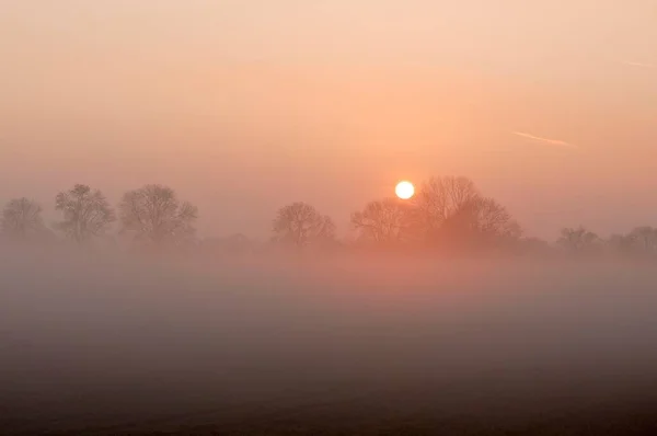 Восход Солнца Деревьями Туманом Рейнберг Нидеррайн Северный Рейн Вестфалия Германия — стоковое фото