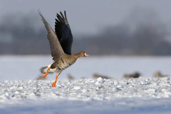 Greater White Fronted Goose Anser Albifrons Starting Meadow Snow North — Stock Photo, Image