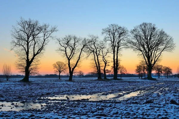 Englische Eichen Quercus Robur Auf Einem Schneebedeckten Feld Morgengrauen Geldern — Stockfoto