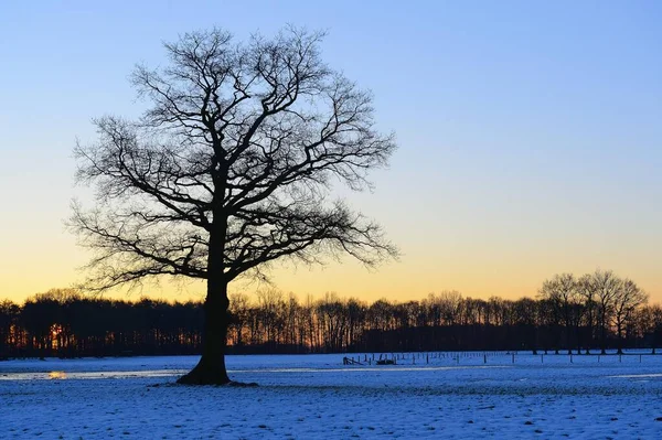 Alte Solitäreiche Quercus Robur Auf Einer Verschneiten Wiese Morgengrauen Geldern — Stockfoto