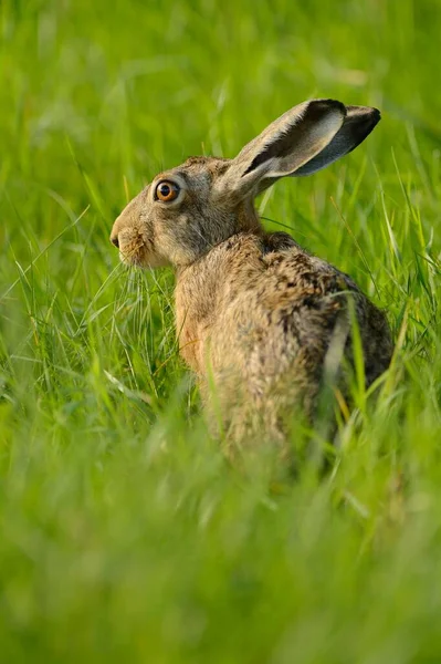 European Hare Lepus Europaeus Sitting Grass North Rhine Westphalia Germany — Stock Photo, Image
