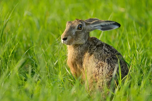 Europeisk Hare Lepus Europaeus Sittande Gräset Nordrhein Westfalen Tyskland Europa — Stockfoto
