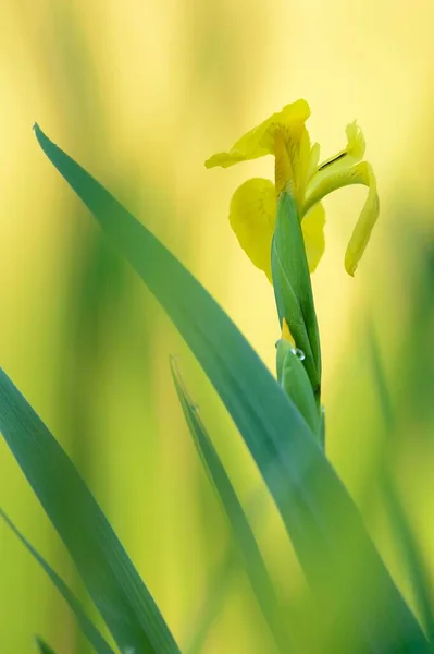 Kwiat Żółtej Tęczówki Iris Pseudacorus Nadrenia Północna Westfalia Niemcy Europa — Zdjęcie stockowe