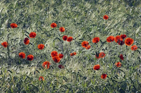 Poppies Comuns Papaver Rhoeas Campo Milho Renânia Norte Vestfália Alemanha — Fotografia de Stock