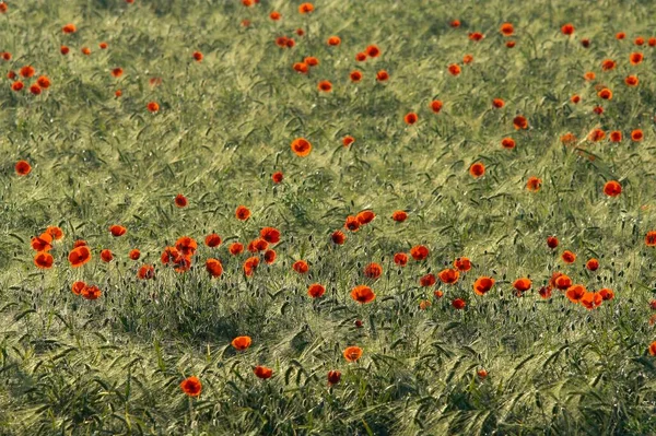 Common Poppies Papaver Rhoeas Sebuah Ladang Jagung Rhine Utara Westphalia — Stok Foto