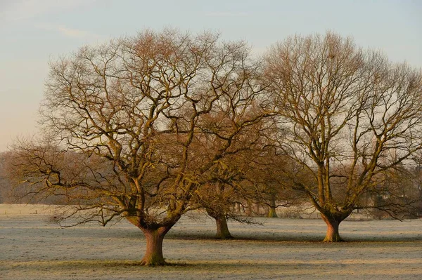 Stare Dęby Quercus Robur Xanten Dolny Ren Nadrenia Północna Westfalia — Zdjęcie stockowe