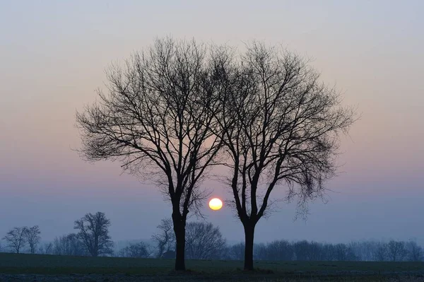 日出时两棵橡树 Quercus Robur 德国莱茵 威斯特法伦州下莱茵河Xanten — 图库照片