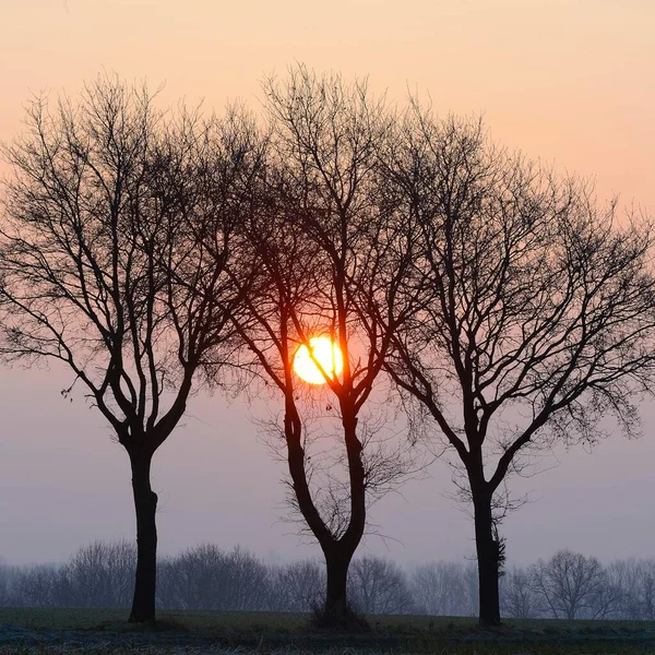 Tre Ekar Quercus Robur Vid Soluppgången Xanten Niederrhein Nordrhein Westfalen — Stockfoto