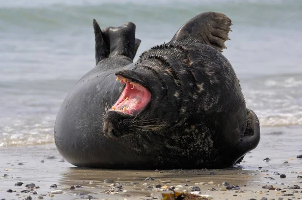 Grey Seal Halichoerus Grypus Yawning Heligoland Schleswig Holstein Germany Europe — Stock Photo, Image