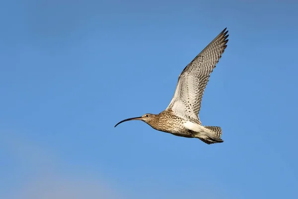 Großer Brachvogel Numenius Arquata Fliegt Texel Westfriesische Inseln Provinz Nordholland — Stockfoto