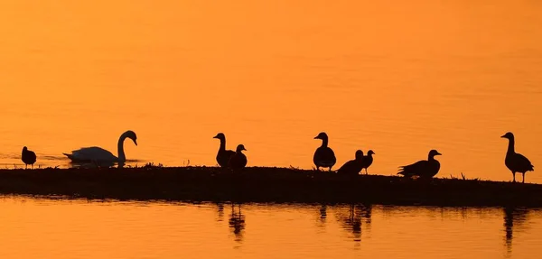 Gęsi Anser Anser Łabędź Cygnus Olor Jeziorze Wschodzie Słońca Podświetlone — Zdjęcie stockowe