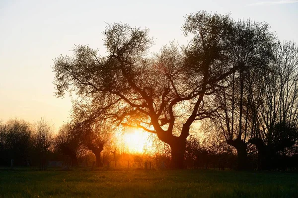 Drzewo Zachodzące Słońce Rheinberg Dolny Ren Nadrenia Północna Westfalia Niemcy — Zdjęcie stockowe