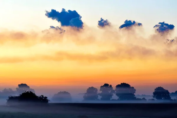 Деревья Рассвете Туман Рейнберг Нижний Рейн Северный Рейн Вестфалия Германия — стоковое фото