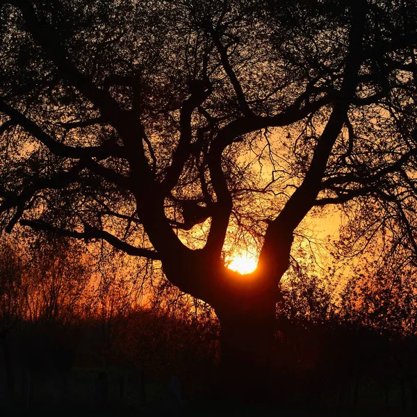 Tree Setting Sun Rheinberg Lower Rhine North Rhine Westphalia Germany — Stock Photo, Image