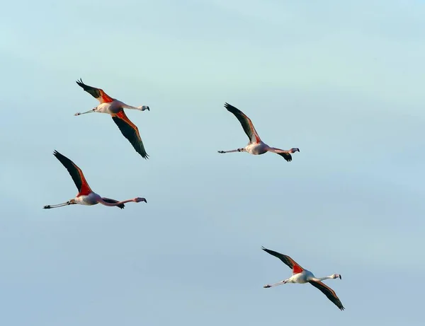 Större Flamingos Phoenicopterus Roseus Flygning Zwillbrocker Venn Vreden Nordrhein Westfalen — Stockfoto